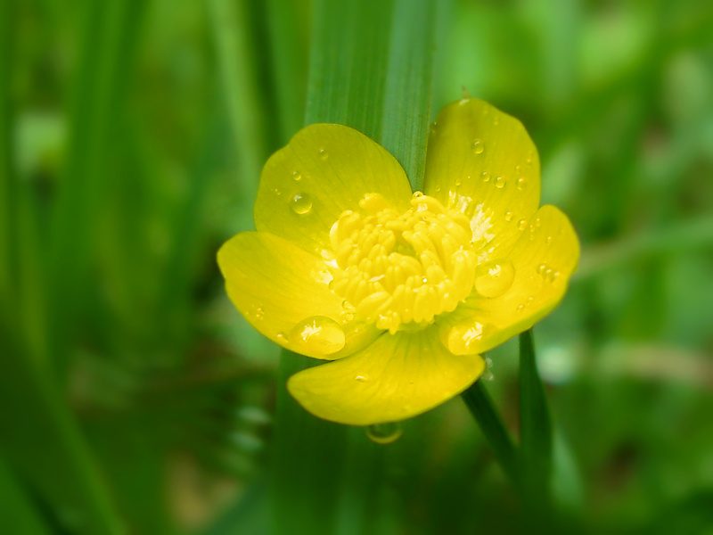 Buried in the tall green grass is a sunny yellow buttercup sparkling with fresh raindrops.