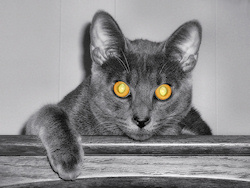 A photograph looking straight in the face of a grey cat with golden glowing eyes. Edited with selective coloring to emphasize the mesmerizing eyes....