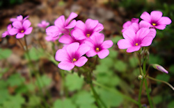 A cluster of violet wood-sorrel's pink flowers, with the clover-like leaves in the background. 'Oxalis violacea, the violet woodsorrel, is a perennial...