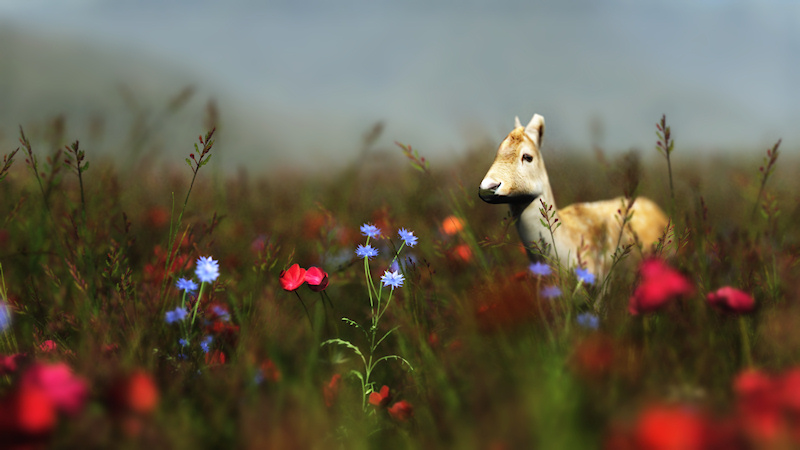 On a misty morning a young deer stands in a flowering meadow, almost hidden by the grass and flowers.