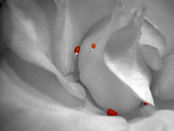 A close-up of a flaming orange and yellow rose desaturated down to a quieter black and white. Only the water droplets sprinkled on its soft grey petal...