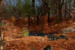 A secluded dell on a autumn afternoon, perfect for a quiet walk through the woods. The warm setting sun lights the fallen leaves and a small pool. A b...