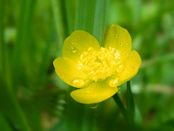 Buried in the tall green grass is a sunny yellow buttercup sparkling with fresh raindrops....