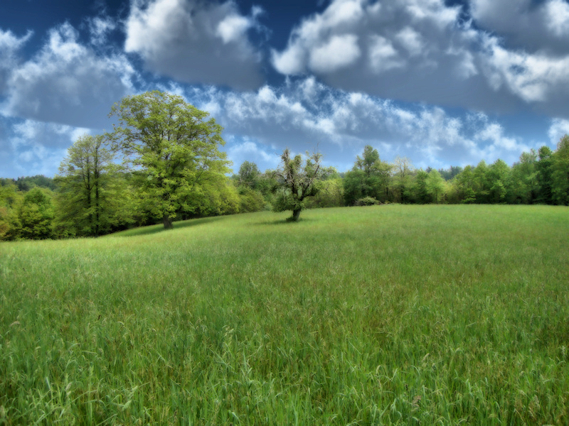 A rich green landscape, with a field of tall grass edged with trees under a deep blue sky full of clouds. A gnarled dead tree stands by itself in the middle of the field.