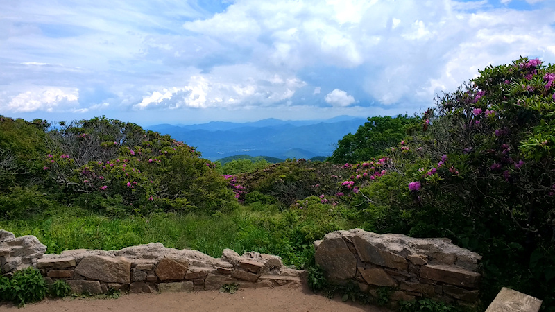 Rhododendrons at Craggy Gardens along the Blue Ridge Parkway in North Carolina.
