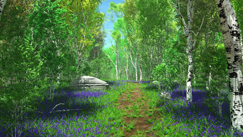 An overgrown path meandering through the birch forest on a sunny summer day. In the shade of the trees cluster carpets of bluebells in shades of blue and purple contrasting with the spring green of the grass and birches.