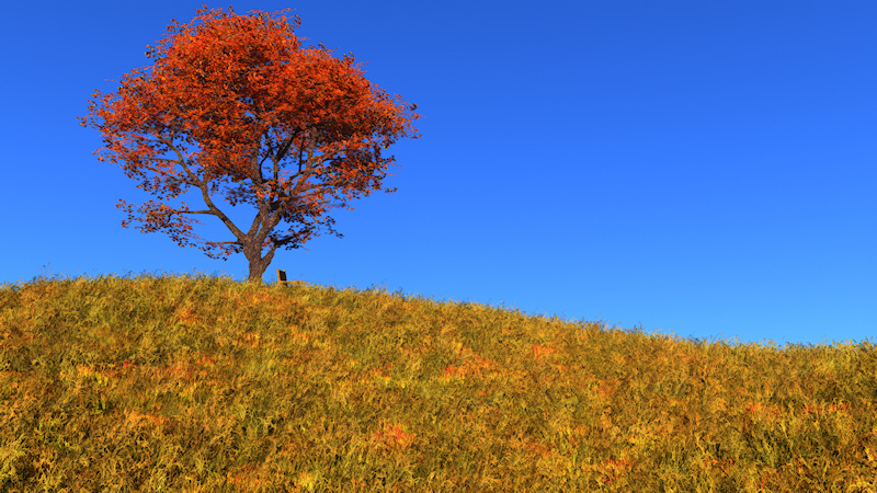 On top of a hill covered with tall golden grass, against a clear blue sky, a solitary orange maple stands with a wooden bench under it to stop and rest on.