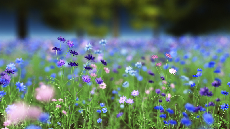 A field of cornflowers in shades of deep and pale blue, purple, lavender, and pink, with pale green leaves.