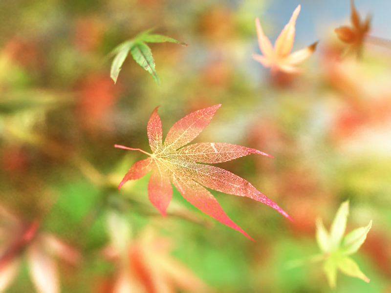 Against the backdrop of green summer leaves of a Japanese maple flushing to autumn reds and yellows, a rose and gold skeleton leaf drifts slowly down to the ground.