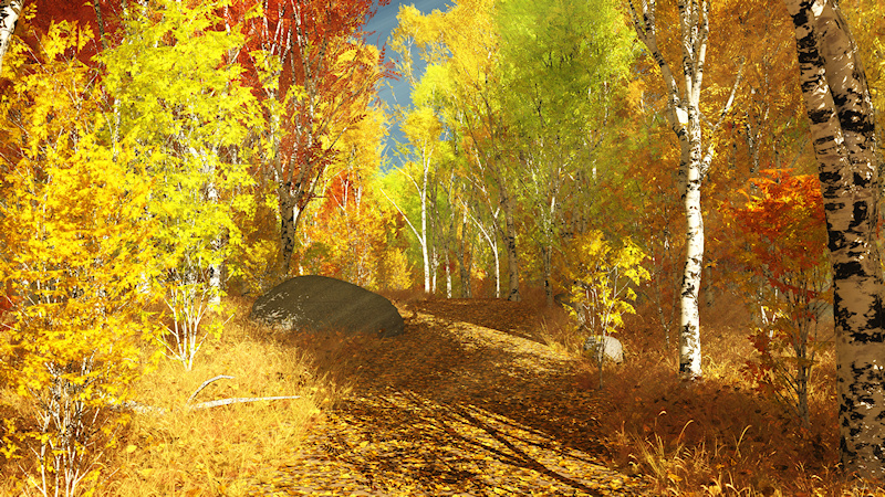 An overgrown path meandering through the birch forest on a sunny autumn day. The black and white trunks of the trees contrast with leaves and grass in all shades of gold, from pale yellow to deep orange, lit by the sun rays streaming through the branches.