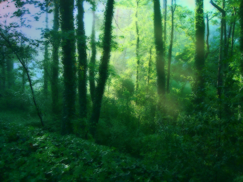 Rays of the morning sun streaming into a brilliantly green summer forest, with massive ivy-covered trees and a thick blanket of underbrush. A photograph digitally manipulated to give the over-grown vines, blue-green mist, golden god-rays, and spring green tree leaves a dream-like quality.