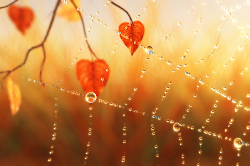 A silvery spider web covered with sparkling dew drops glitters in the warm sunlight of a golden autumn morning. The last orange leaves of a tree hang behind the web, reflected in the droplets.