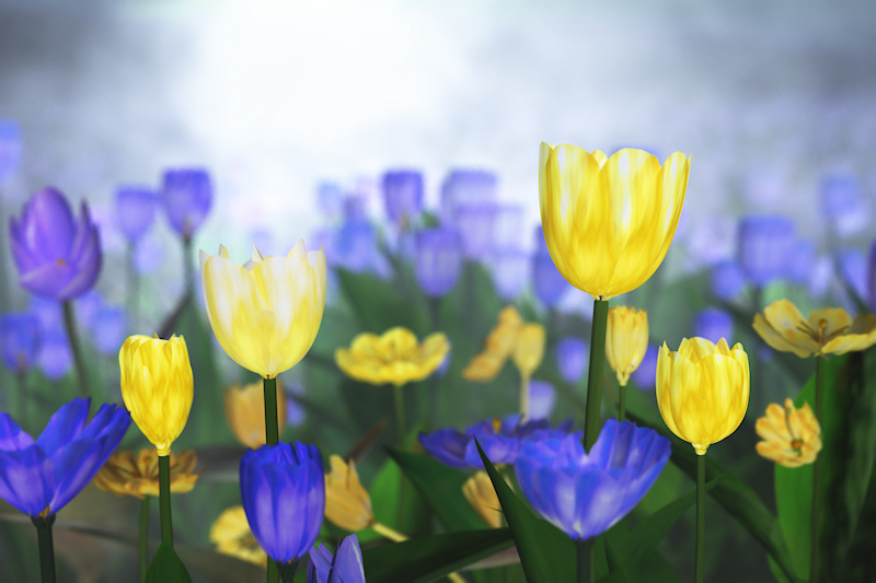 Sunny yellow and blue tulips stand out in a field on a cool, misty spring morning. In the early sunlight they stand out like golden cups of light.