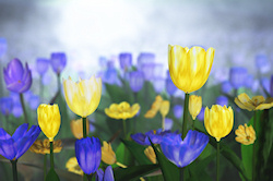 Sunny yellow and blue tulips stand out in a field on a cool, misty spring morning. In the early sunlight they stand out like golden cups of light....