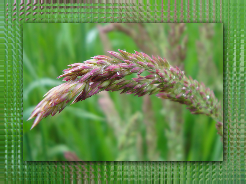 A macro shot of a flower of grass sprinkled with water droplets, the seeds turning the tip purple against a backdrop of rich green. Framing the photo is a glass mosaic of the field around it.