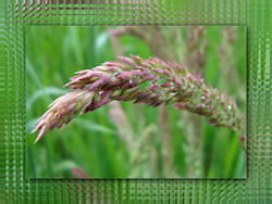 A macro shot of a flower of grass sprinkled with water droplets, the seeds turning the tip purple against a backdrop of rich green. Framing the photo ...