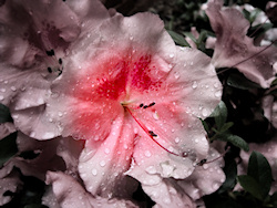 A photograph of a soft pink azalea, the petals sprinkled with raindrops after a spring storm and enhanced by selective coloring....