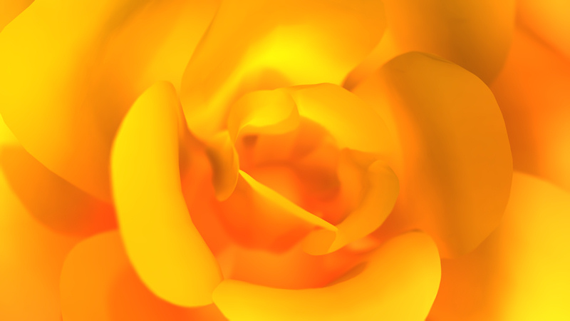 A 3D closeup created in Vue, of a fiery yellow rose, its translucent gold and orange petals glowing in the warm sunlight. The sunny cheerfulness of the yellow rose is often used to symbolize friendship and warm affection.