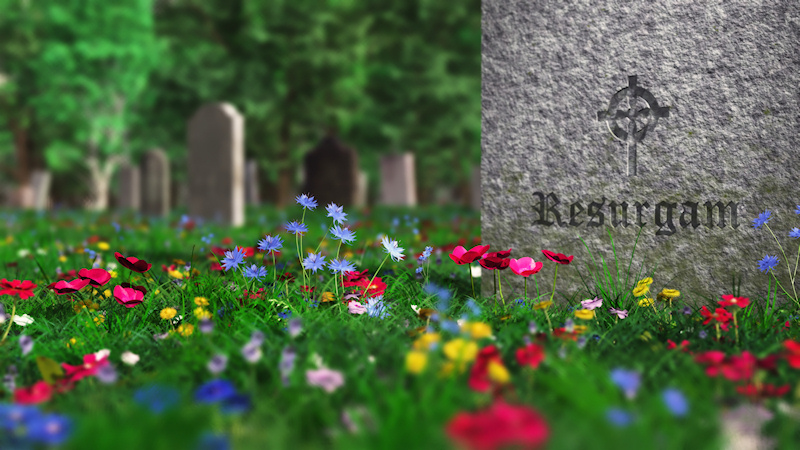 A quiet cemetery in the spring, filled a riot of cornflowers, poppies, dandelions, and many other flowers sprinkled though the green grass and among the gravestones. In the foreground is a tombstone engraved with a Celtic cross and the one word 'Resurgam' - Latin for 'I shall rise again'.