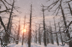 A pale winter sun sets behind towering larch trees like dark sentinels. Their gnarled branches, bare except for a dusting of snow, and the pastel gold...