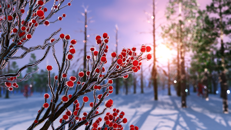 Bright red berries covered in sparkling ice against the backdrop of a glowing winter sunset behind bare trees and dark pines.
